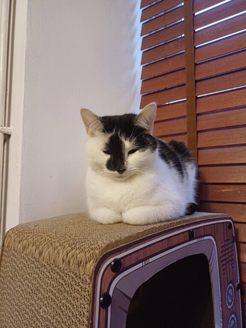 KITTY MINX IS MISSING