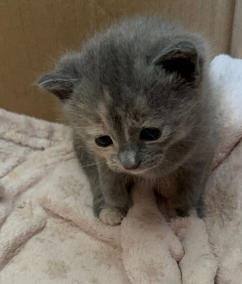 Beautiful kittens mixed breed