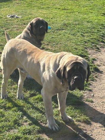 Kc reg Old English mastiff puppies