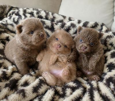 Amazing lilac girls russian line pomeranians
