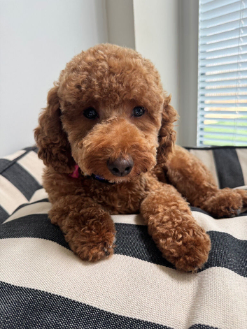 Toy poodle