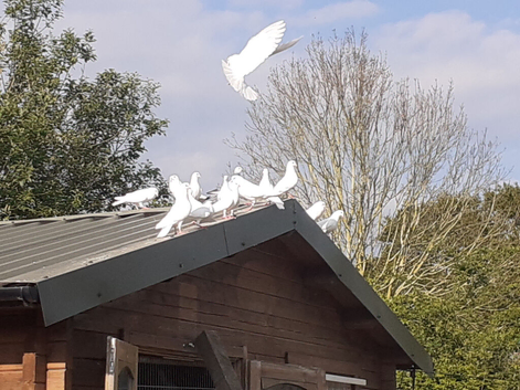 White Garden Doves