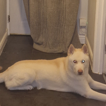 6 year old husky for rehoming