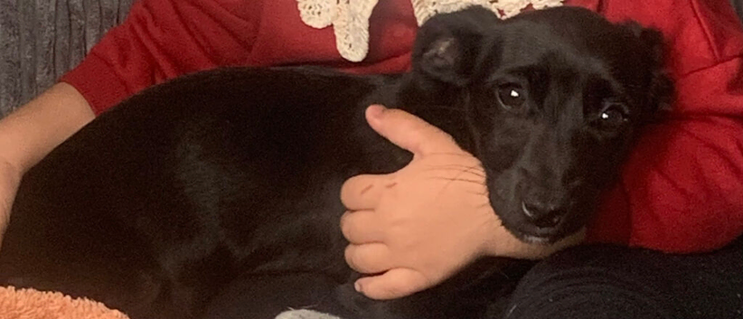 Sad sale of holly our beautiful patterdale cross Jackrussell