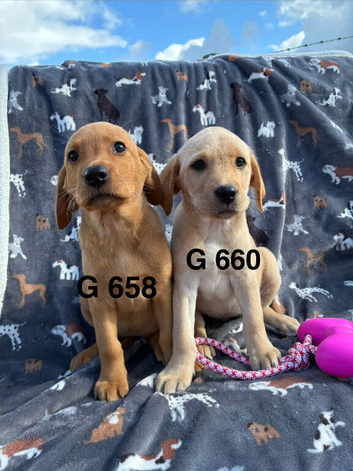 KC Labrador Retriever puppies