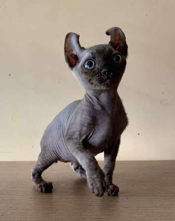 Rare Odd eyed parent shpynx kittens.