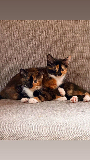 Two female kittens for sale