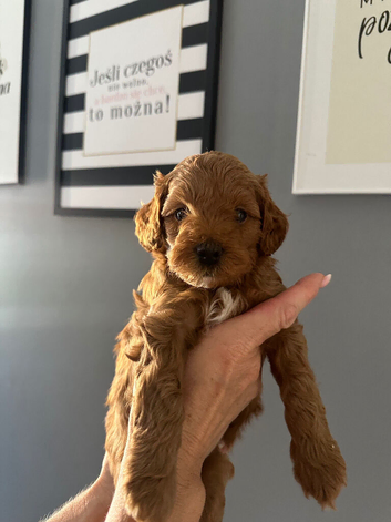 2 Adorable Cockapoo Puppies Looking for Their Forever Homes!