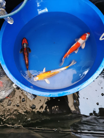 koi high grade from &pound;5 see pics