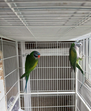 A pair of Lord Derbyans
