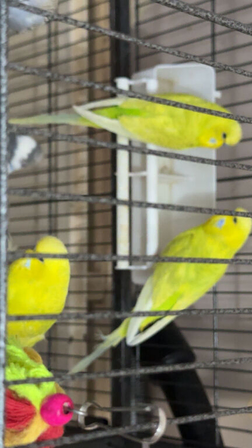 3 beautiful yellow budgies for sale