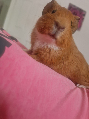 2 x Male Baby Guinea Pigs for sale in Hendon nw4