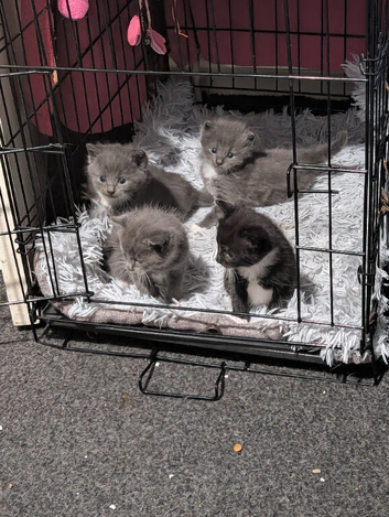 British shorthair kitten for sale