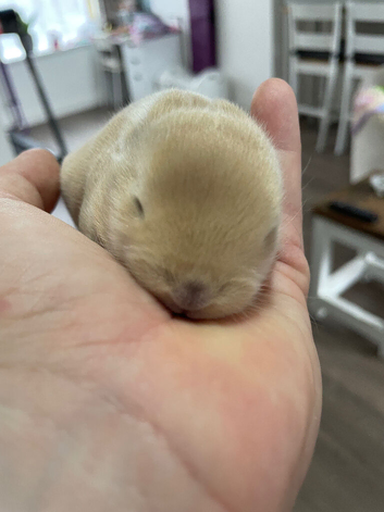 Mini lop X