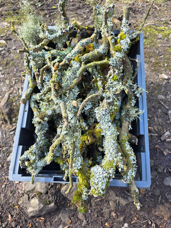 Lichen Sticks &pound;30 per pack (as photo)