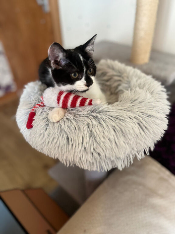 Beautiful 11 week old kitten