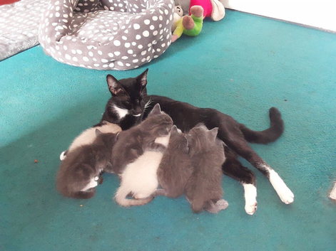 Beautiful home-raised kittens &mdash; serious loving homes only