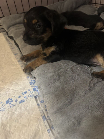 Dachshund cross beautiful puppies