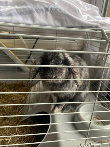 Rabbit