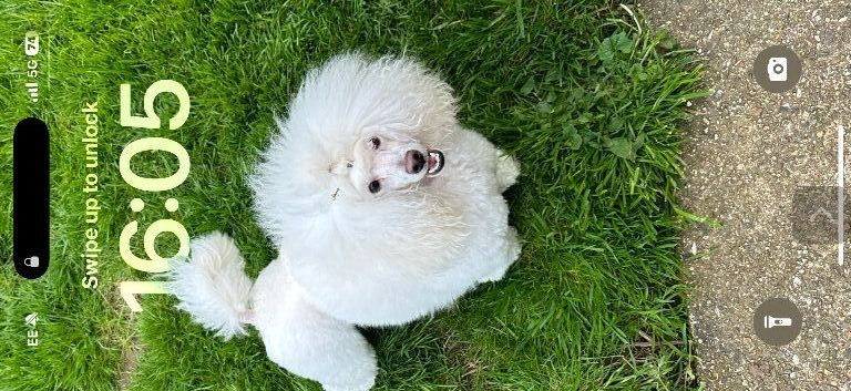 Toy poodle