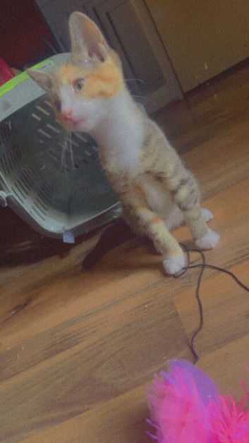 Kitten for sale