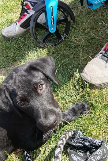 Black lab male