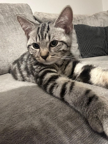 14 week old silver tabby - stunning markings