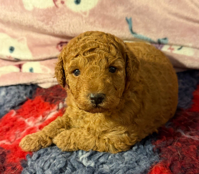 Stunning f1b red labradoodles