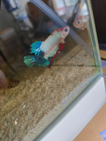 Male betta