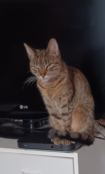 Lovely cat needs rehoming