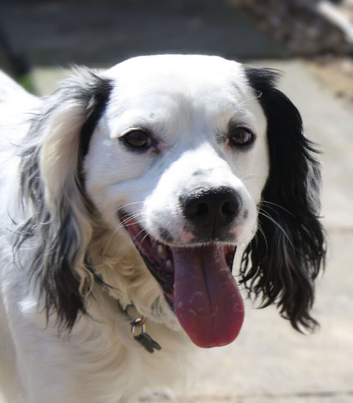 Working line cocker spaniel