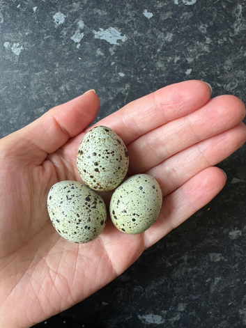 Coturnix Quail hatching eggs
