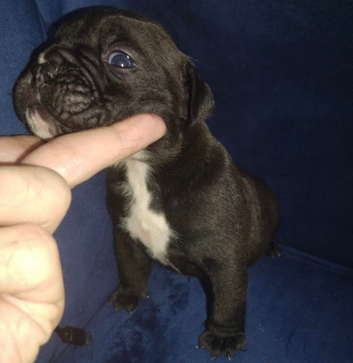 Old English bulldog puppy&rsquo;s