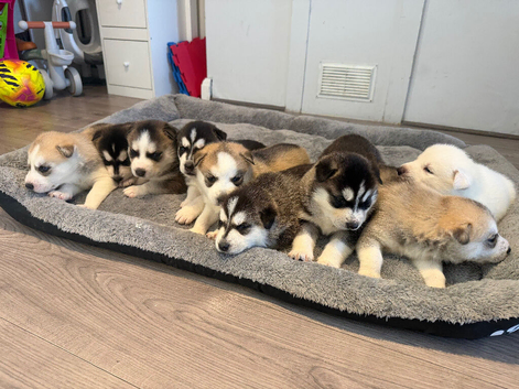 Puppy Siberian husky