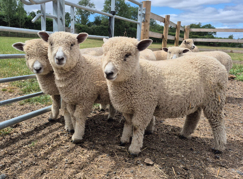White Ryeland Ewe Lambs