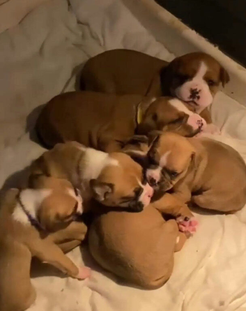 Old Tyme English bulldog cross boxer puppies