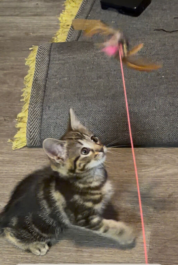 Kitten