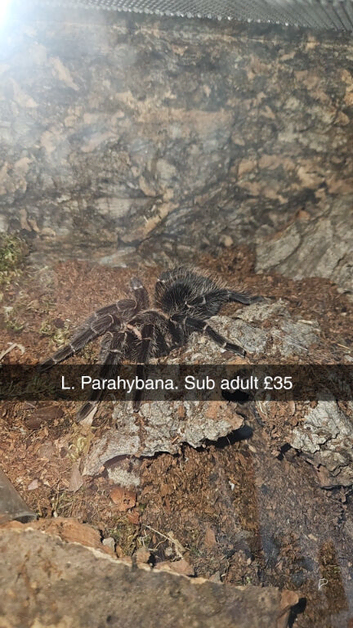 Tarantulas for sale