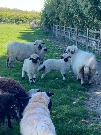 Valais blacknose - ALL NOW SOLD - THANK YOU
