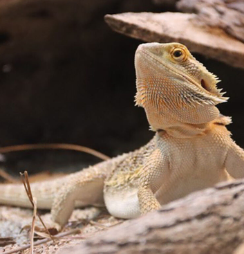 couple different reptiles available