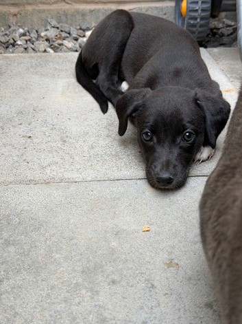 Whippet pups