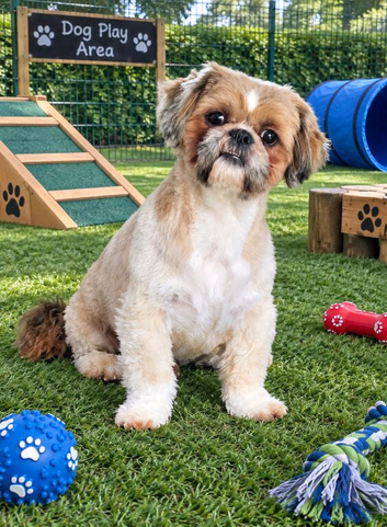 Stud Shih-Tzu Proven