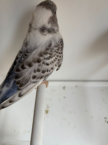 Young budgies for sale
