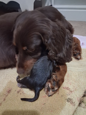 Working cocker spaniel puppies