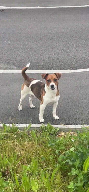 jack russel
