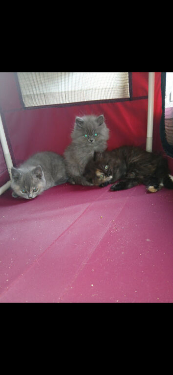 Pedigree Kittens 2female 1male