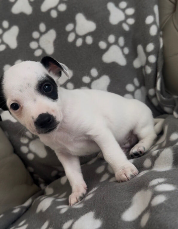 2 puppy jack russells