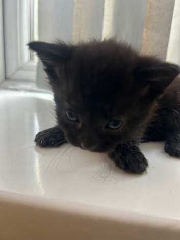 4 kittens