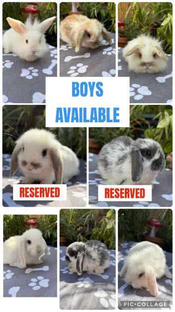 X6 baby mini lops available