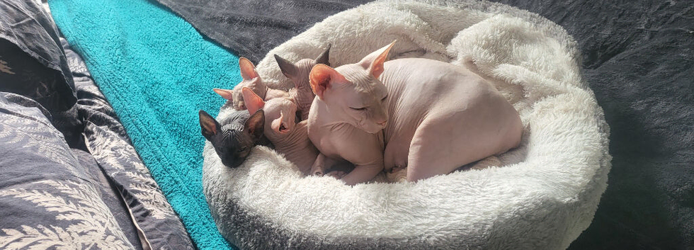 1 male Canadian sphynx and 1 female bambino sphynx for sell